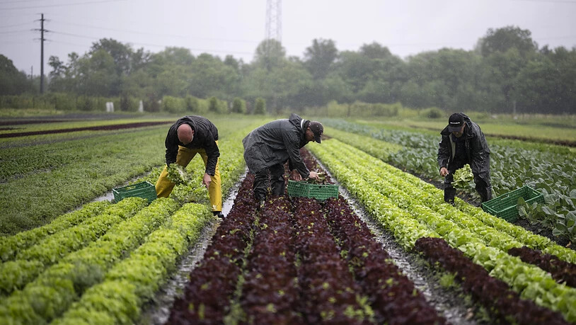 Der Schweizer Bauernverband (SBV) lehnt die Biodiversitätsinitiative ab. (Archivbild)