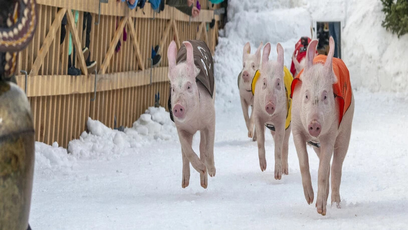Gäste und Einheimische wurden am Neujahrstag in Klosters von der Tourismusdestination Davos Klosters sowie der Gemeinde im neuen Jahr begrüsst. Beim traditionellen Neujahrsempfang wurde auch das 18. Hotschrennen durchgeführt. Dabei rannten zehn Schweine um die Wette. 