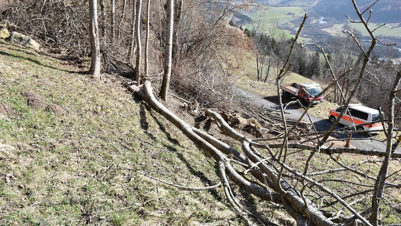 Von einer Esche getroffen: Ein Baumstamm stürzte auf einen 63-jährigen Mann und verletzte diesen schwer.