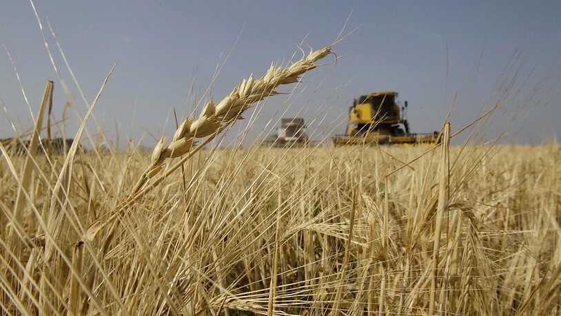 Die EU-Kommission will Einfuhren von russischem Getreide mit höheren Zöllen belegen. Die Behörde habe einen entsprechenden Vorschlag vorbereitet. (Symbolbild)