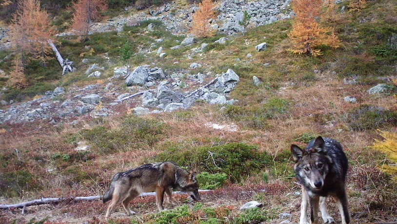 Gemäss neuer Jagdverordnung von September bis Januar präventiv abschiessbar: Zwei Wölfe des Rudels im Augstbordgebiet VS 2016. (Archivbild)