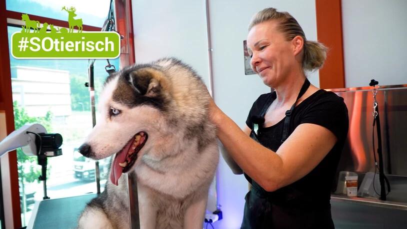 Uta Insalata: Der Hundesalon «V.I.D.» ist seit drei Monaten im neuen Gebäude an der Sommeraustrasse 30 zu finden. 