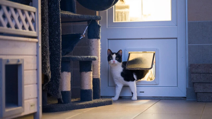 So müsste es sein: Erkennt die KI-gesteuerte Katzenklappe eine Maus oder einen Vogel in den Barthaaren der Katze, muss diese draussen bleiben.