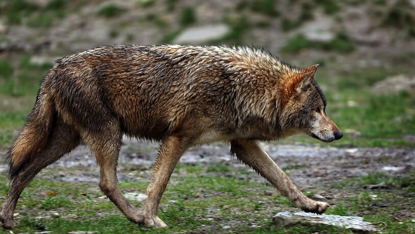 Ein Wolf hat sich am San Bernardino-Pass auf die Fahrbahn der A13 verlaufen und konnte die Autostrasse wegen der Wildschutzzäune nicht sofort verlassen. (Symbolbild)