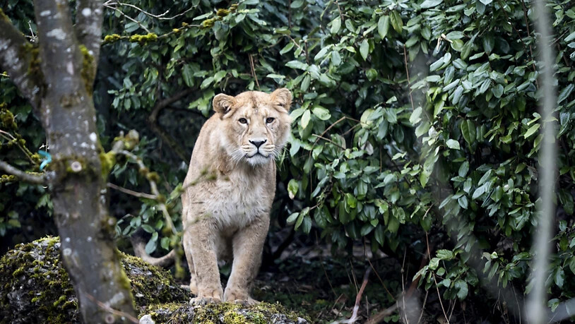 Löwen, Schneeleoparden und Amurtiger sind in der neuen Anlage zu finden.