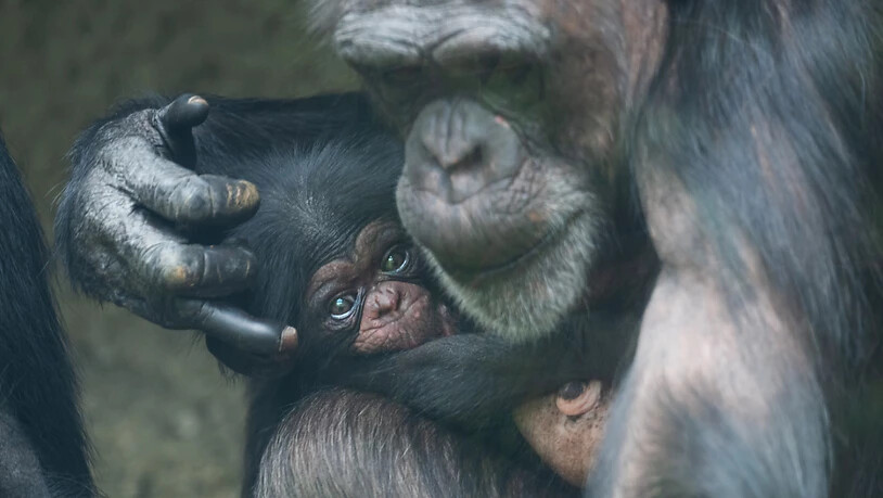 Das Schimpansen-Baby Wasili erblickte im März im Zoo Basel das Licht der Welt.