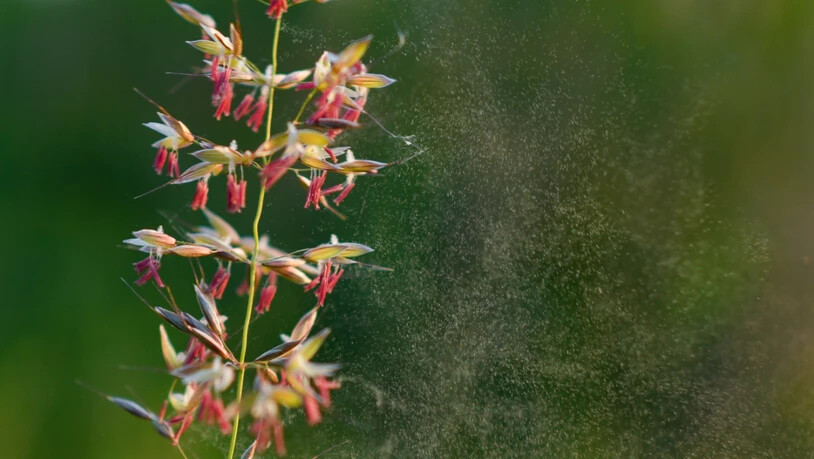 Pollenallergiker aufgepasst: Die Gräserpollen fliegen schon.