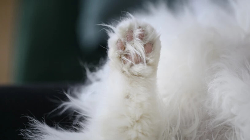 Die Katze wurde an einen Tierschutzverein übergeben. (Themenbild)