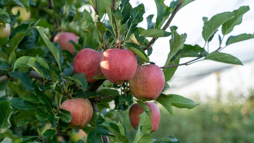Die Sorte Gala bleibt weiterhin der am meisten angebaute Apfel in der Schweiz.