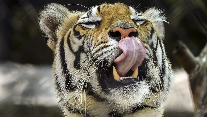 ARCHIV - Ein bengalischer Tiger. Foto: CHE-RSK/PTI/dpa/Archiv