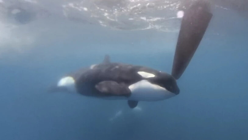 ARCHIV - Orca in der Nähe der Straße von Gibraltar. Foto: -/The Ocean Race via AP/dpa/Archiv