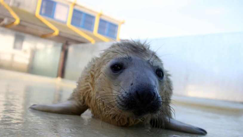 Auf der Nordseeinsel Helgoland sind die ersten Kegelrobbenbabys der Saison zur Welt gekommen. (Archivbild)
