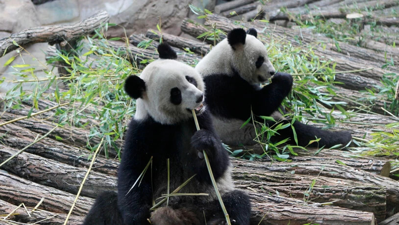 Grund für die Rückkehr sind gesundheitliche Probleme des Weibchens Huan Huan (links im Bild). China hatte die beiden Pandas seit 2012 an Frankreich ausgeliehen. (Archivbild)