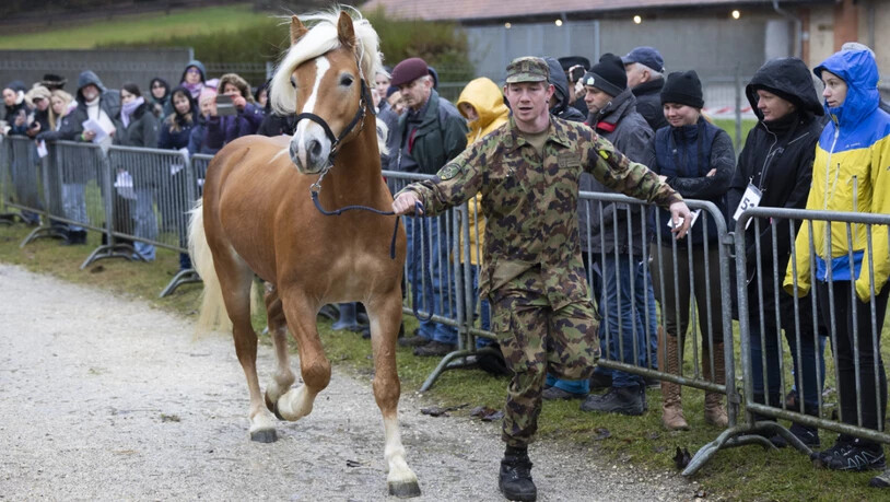 Die Haflingerstute Caya wird den Interessenten von einem Armeeangehörigen präsentiert.
