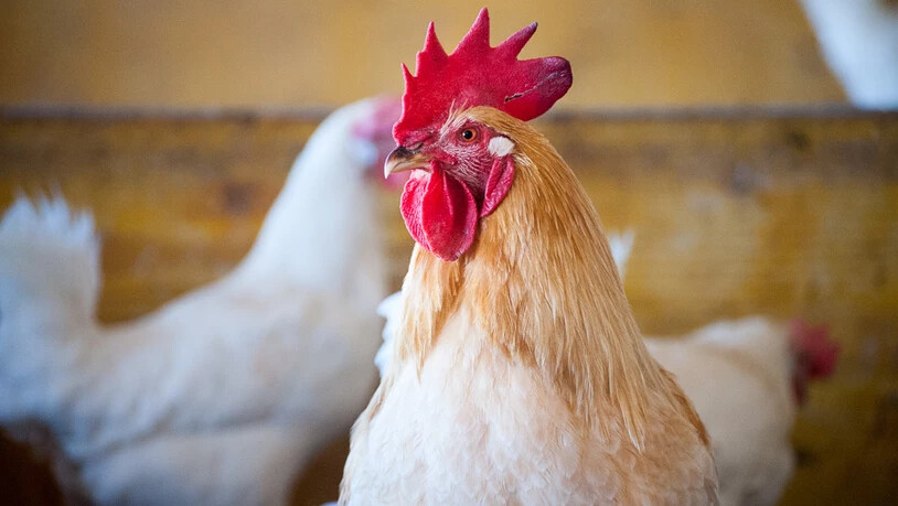 Sie dürfen leben: Das Küken wird nach 70 Tagen zu einem stattlichen Bruderhahn.