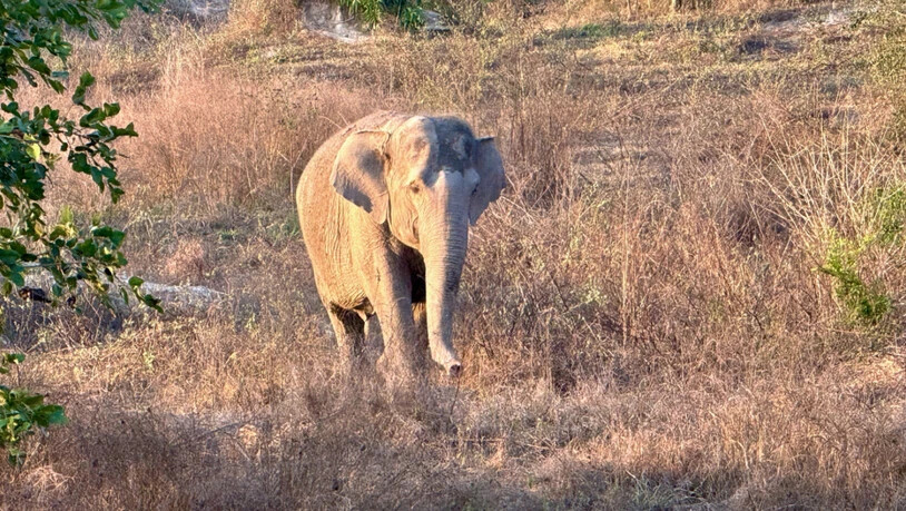 ARCHIV - Ein Asiatischer Elefant auf dem Gelände der Organisation Wildlife Friends Foundation Thailand (Archivbild). Foto: Carola Frentzen/dpa