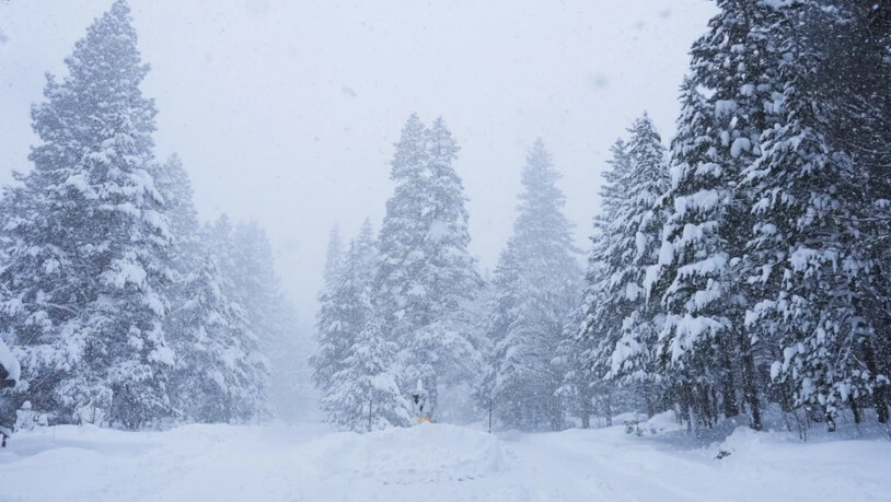 Bäume sind während eines Sturms mit Schnee bedeckt. Foto: Brooke Hess-Homeier/AP/dpa