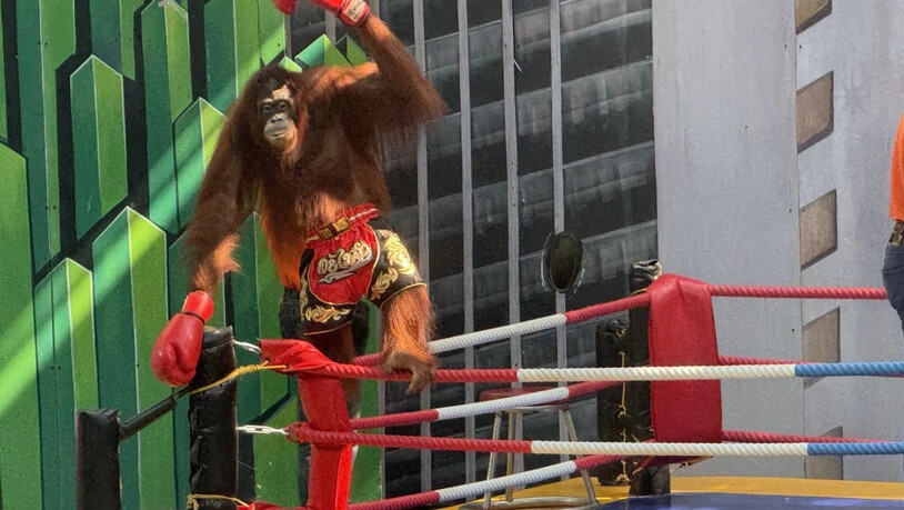 ARCHIV - Ein Orang-Utan muss in einer der umstrittenen "Boxing Shows" im Vergnügungspark Safari World bei Bangkok auftreten und für die Zuschauer posieren. In Südostasien werden die bedrohten Menschenaffen nach wie vor für Shows zur Unterhaltung von…