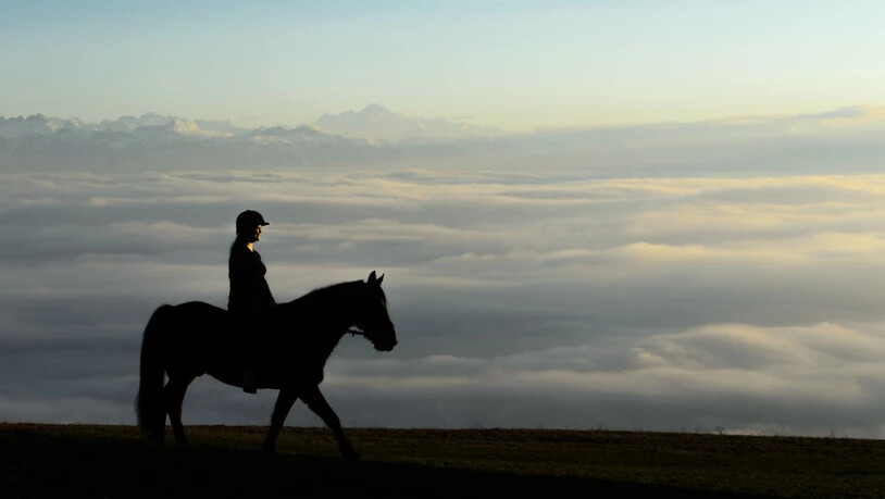 Eine 22-jährige Reiterin ist in Ollon VD von ihrem Pferd mitgeschleift worden. (Symbolbild)