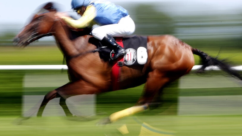 ARCHIV - Ein Rennpferd auf einer Pferderennbahn. Foto: Malte Christians/dpa/dpa-tmn