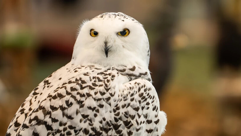 ARCHIV - Eine Schneeeule ist bei der Heimtiermesse ANIMAL auf dem Messegelände der Messe Stuttgart zu sehen. Die Messe bietet eine breite Palette an Themen rund um Haustiere, darunter Streicheltiere, Exoten, Rasseschauen und Gesundheitschecks. Foto:…