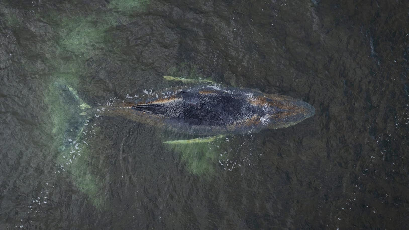 dpatopbilder - HANDOUT - Eine Drohnenaufnahme herausgegeben von Greenpeace zeigt den Buckelwal in der Wismarbucht. Der Buckelwal liegt noch immer in der Wismarbucht. Foto: Daniel Müller/Greenpeace Germany/dpa - ACHTUNG: Nur zur redaktionellen Verwendung…
