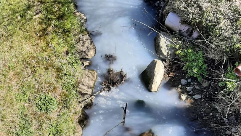 Ausgelaufene Milch verschmutzte einen Bach in Villariaz, Fische starben dabei bis jetzt keine.