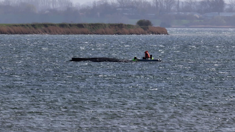 Der Buckelwal liegt am Nachmittag noch immer auf einer Sandbank vor der Insel Poel. Foto: Marcus Golejewski/dpa