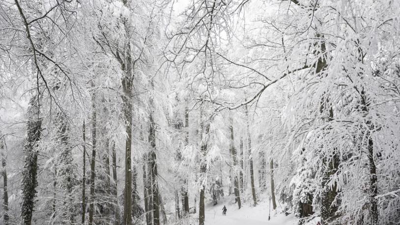 Der Wald beeinflusst die Schneeschmelze. (Symbolbild)