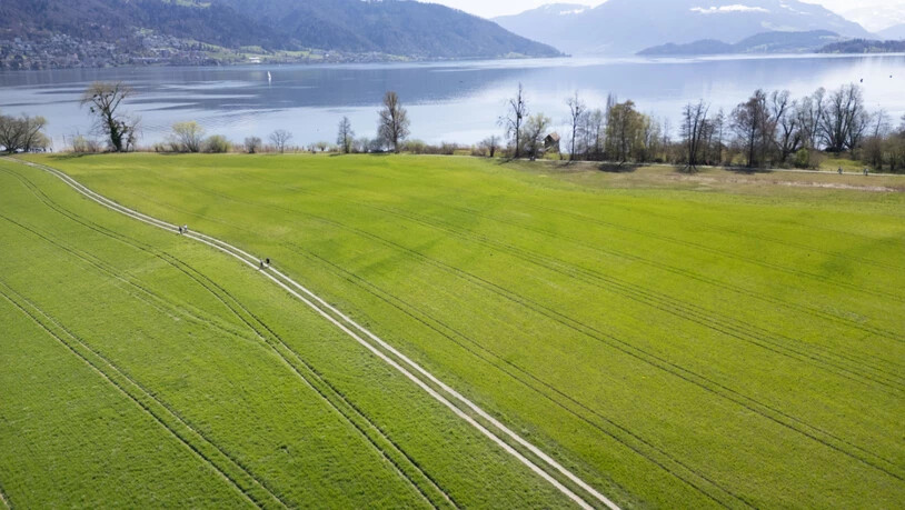 Personen laufen auf einem Weg durch ein Feld bei der Chollermülli-Landschaft der Lorzenebene.