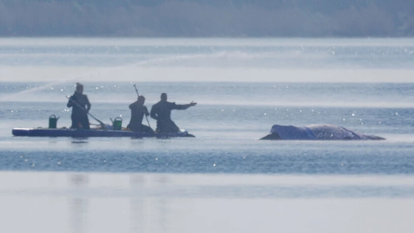 Retter bespritzen den Buckelwal vor der Insel Poel mit Wasser. Foto: Jens Büttner/dpa