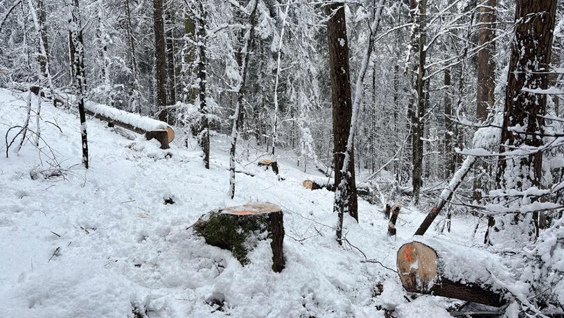 Ende März bis Anfang April sind in einem Wald in Versam auf Gemeindegebiet von Safiental illegal Bäume gefällt worden. Drei Jugendliche wurden dabei beobachtet und werden nun angezeigt.