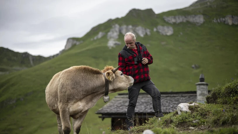 Ob auch künftig Kühe auf den Schweizer Alpwiesen weiden, entscheidet sich laut einer Studie nicht nur auf den Alpen selbst. (Symbolbild)
