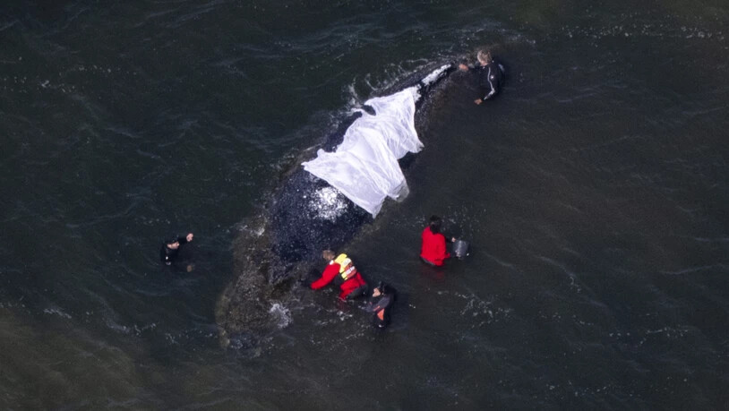Helfer stehen in direkter Nähe zum Wal (Aufnahme aus einem Flugzeug). Der vor drei Wochen bei Wismar gestrandete Buckelwal liegt weiterhin im Flachwasser fest. Eine privaten Initiative versucht seit Tagen den Wal zu retten. Foto: Philip Dulian/dpa