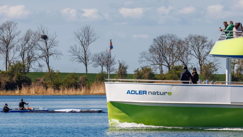 Das Passagierschiff "Adler nature" fährt mit Passagieren am gestrandeten Buckelwal vor der Insel Poel vorbei. Der vor über drei Wochen bei Wismar gestrandete Buckelwal liegt weiterhin im Flachwasser. Foto: Jens Büttner/dpa