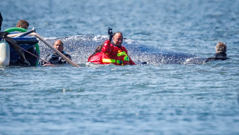 Helfer ziehen den gestrandeten Buckelwal mit Gurten in den Lastkahn. Foto: Jens Büttner/dpa