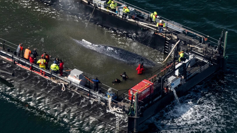 dpatopbilder - Der in der Ostsee gestrandete Buckelwal ist in dem für seinen Transport vorgesehenen Lastkahn angekommen. Foto: Stefan Sauer/dpa