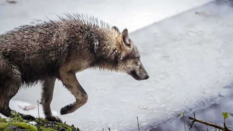 Der Nationalrat verlangt mehr Wolfsabschüsse. (Auf dem Archivbild ist ein Wolf im Wildnispark Langenberg im Kanton Zürich zu sehen)