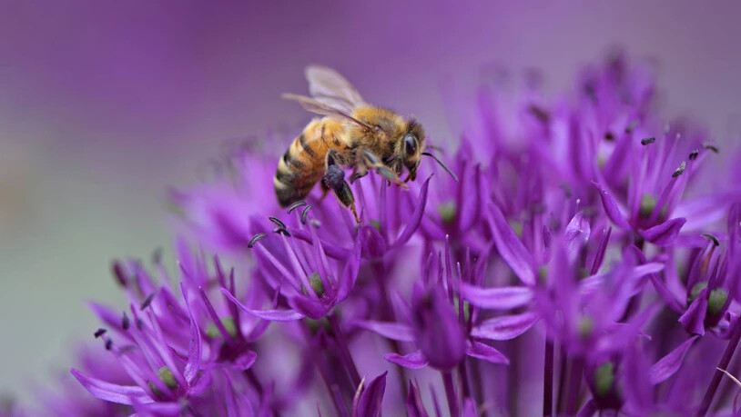 Die Bündner Bienen sind dieses Jahr weniger häufig ausgeflogen.