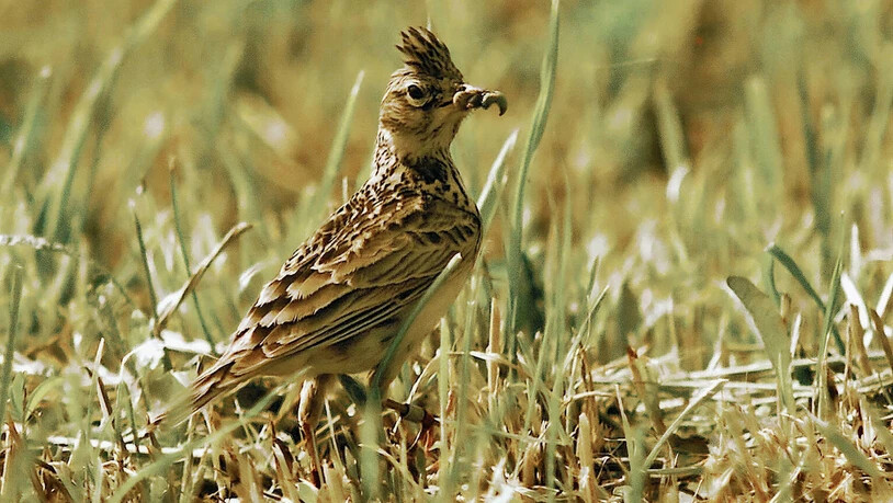 Die Lerche: Die Feldlerchen verschwinden nach und nach aus der Val Müstair.