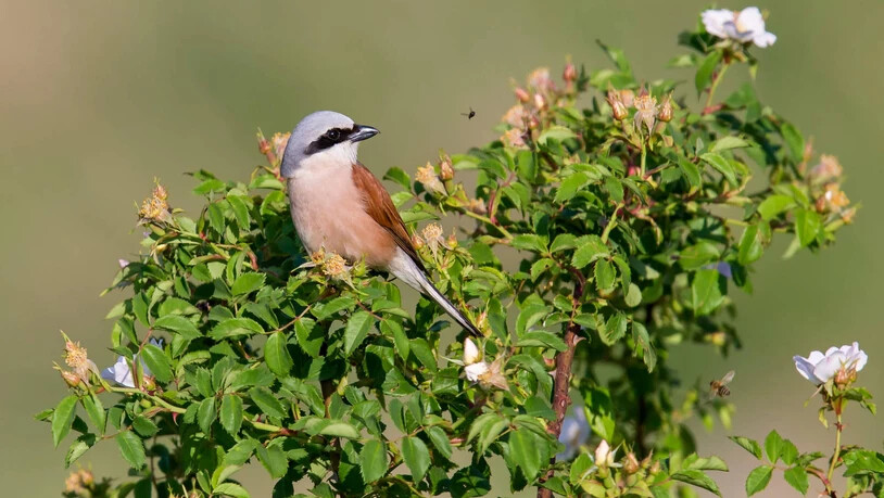 Der Neuntöter: Neuntöter sind in der Val Müstair nach wie vor verbreitet.