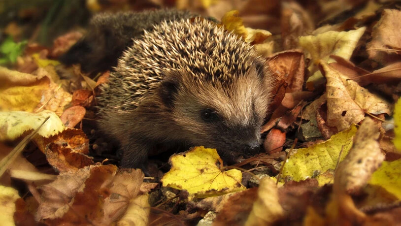 Im Laub: Igel finden Unterschlupf in den Herbstblättern. Idealerweise werden diese unter Ästen angeordnet, damit der Wind sie nicht wegweht.
