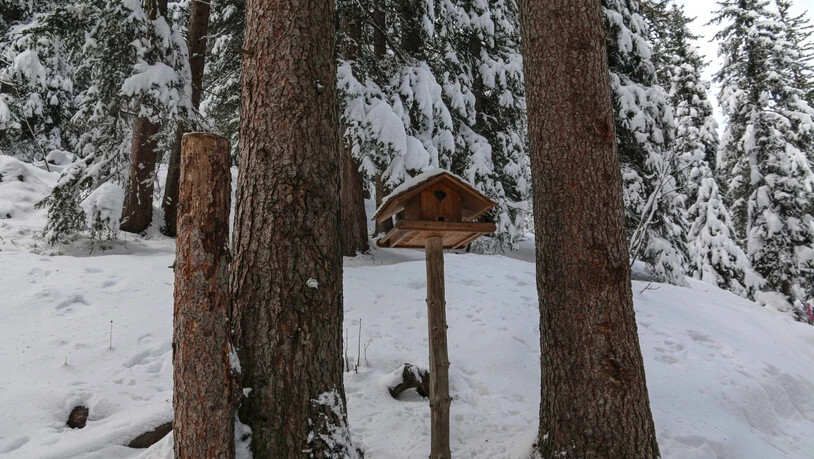 Überall gibt es Futterstellen für die Tiere.