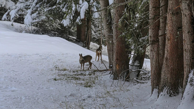 Sogar die normalerweise scheuen Rehe lassen sich fotografieren.