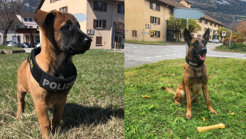 Mit Bravour bestanden: Jack hat in der Prüfung zum Polizeihund die Maximalpunktzahl erreicht.