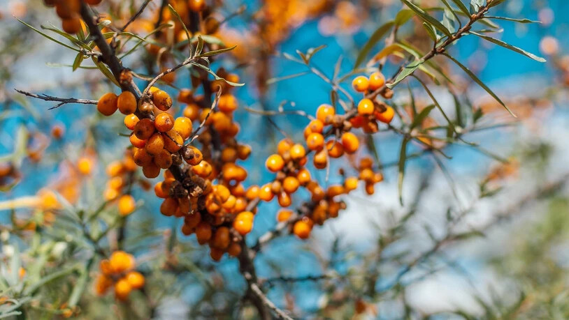 Sandorn wird auch in Graubünden verarbeitet. Zum Beispiel zu Sirup.