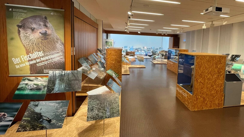 In der aktuellen Sonderausstellung des Bündner Naturmuseums geht es um den Fischotter. Nur noch bis diesen Sonntag.