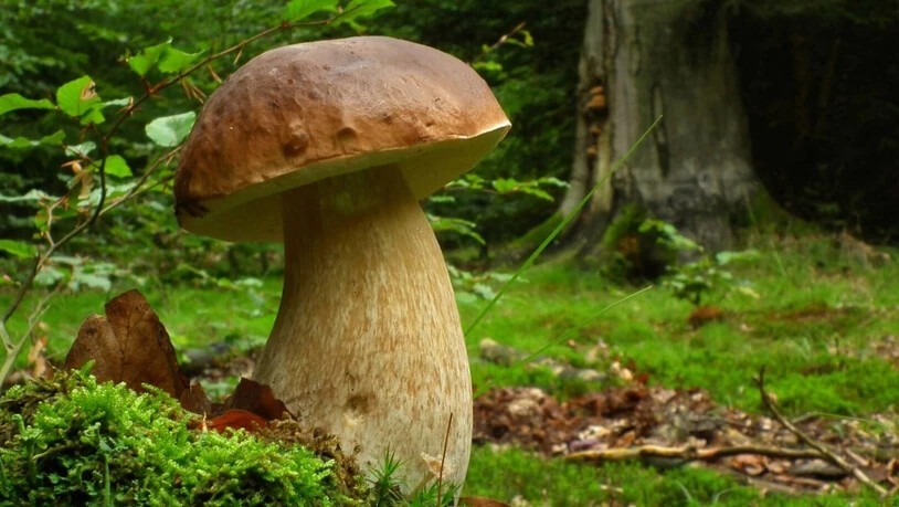 Weil gefährliche Radioaktivität nicht sichtbar ist, werden regelmässig Pilze kontrolliert.