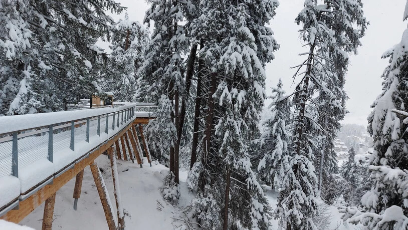1,56 Kilometer lang ist der Baumwipfelpfad in Laax.