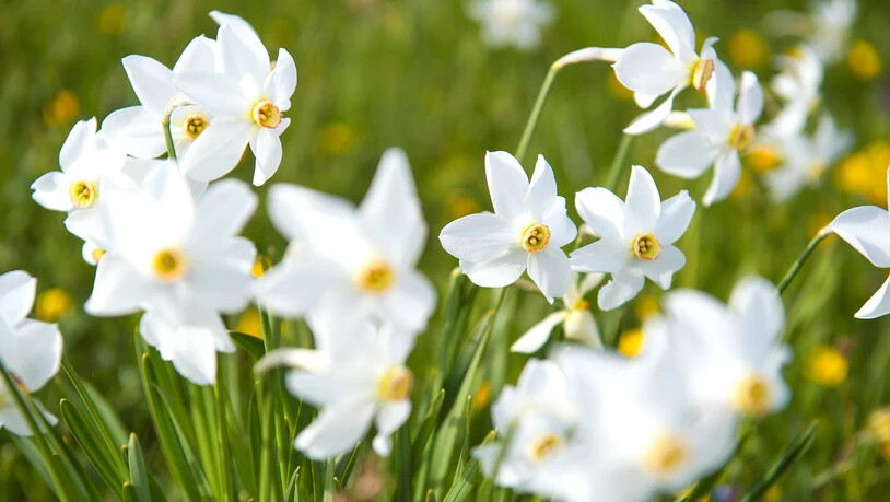 Der Unterschied: Meteorologisch hat der Frühling auf der Nordhalbkugel bereits am 1. März begonnen. Der kalendarische Frühlingsanfang ist jedoch erst am 20. März. 